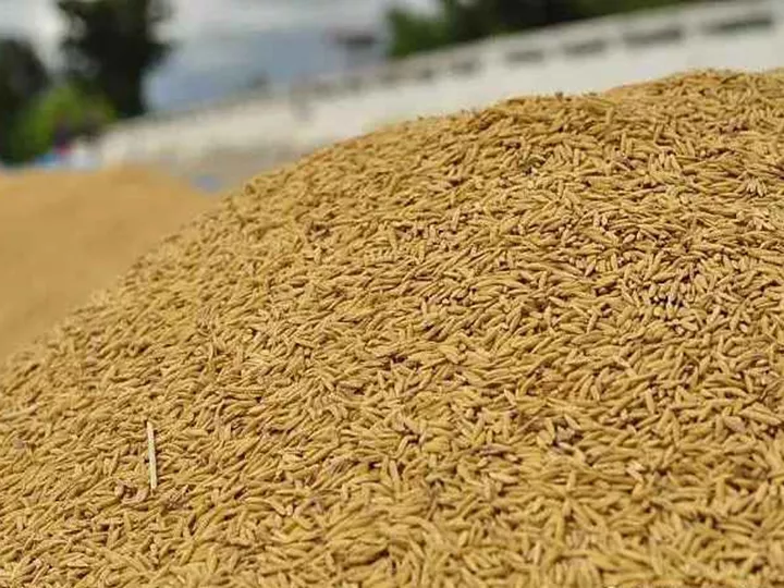 Rice farming